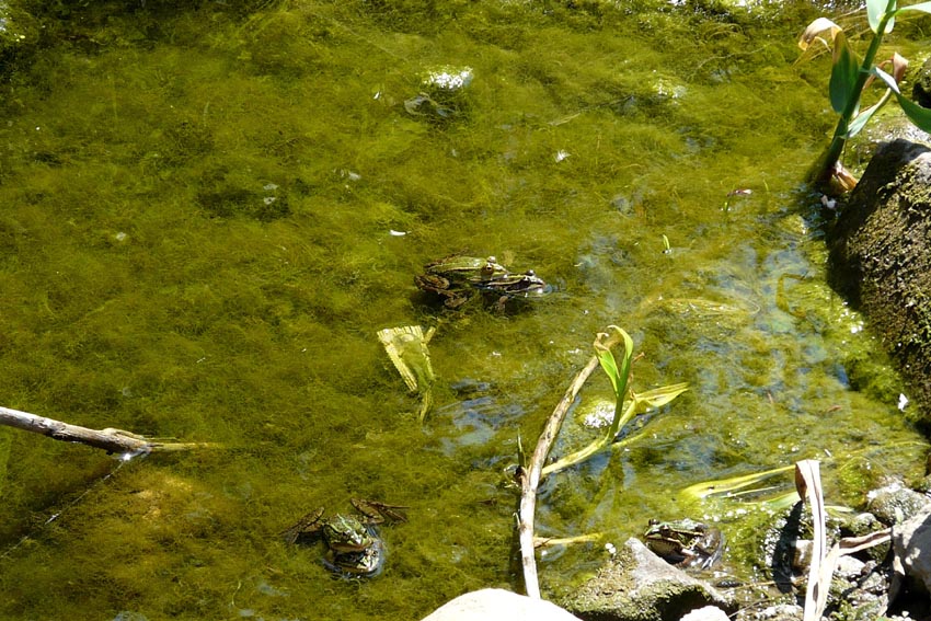 Rio Salivoli (Piombino) - rospi smeraldini in citt!